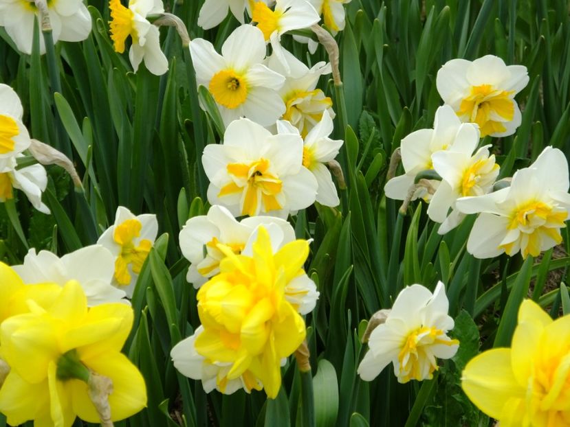  - 2018_03_Narcise_II