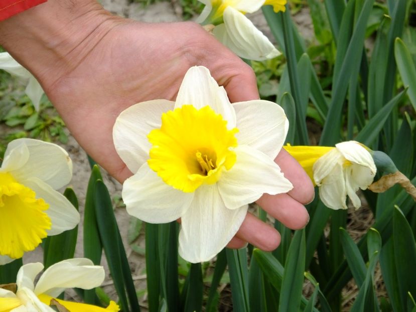  - 2018_03_Narcise_II