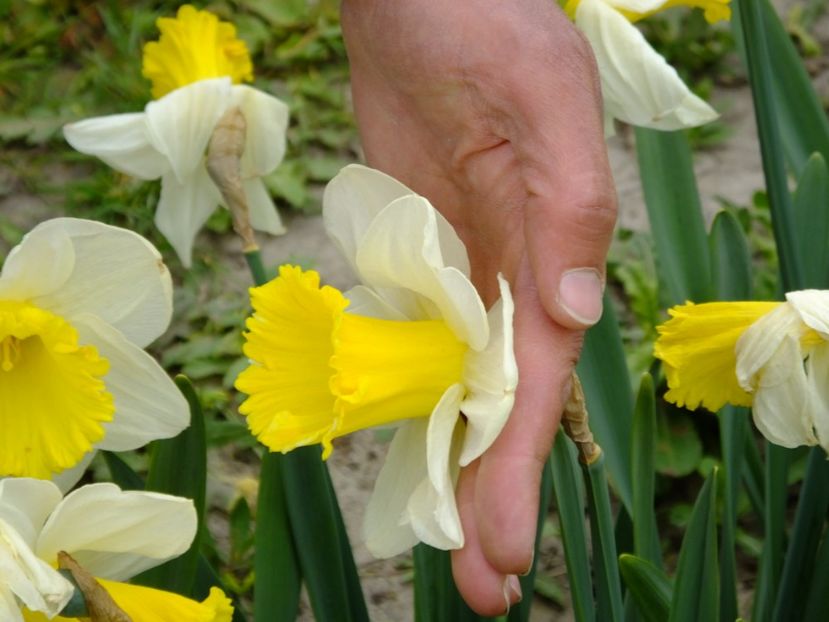  - 2018_03_Narcise_II