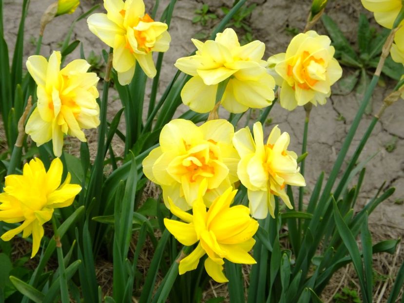  - 2018_03_Narcise_II