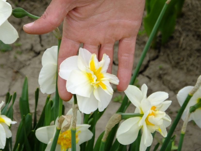  - 2018_03_Narcise_II