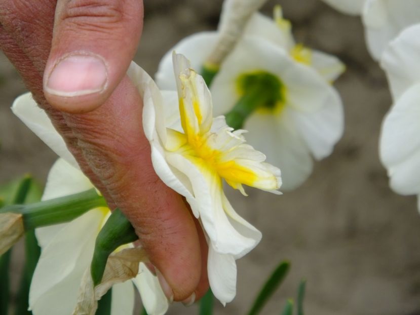  - 2018_03_Narcise_II