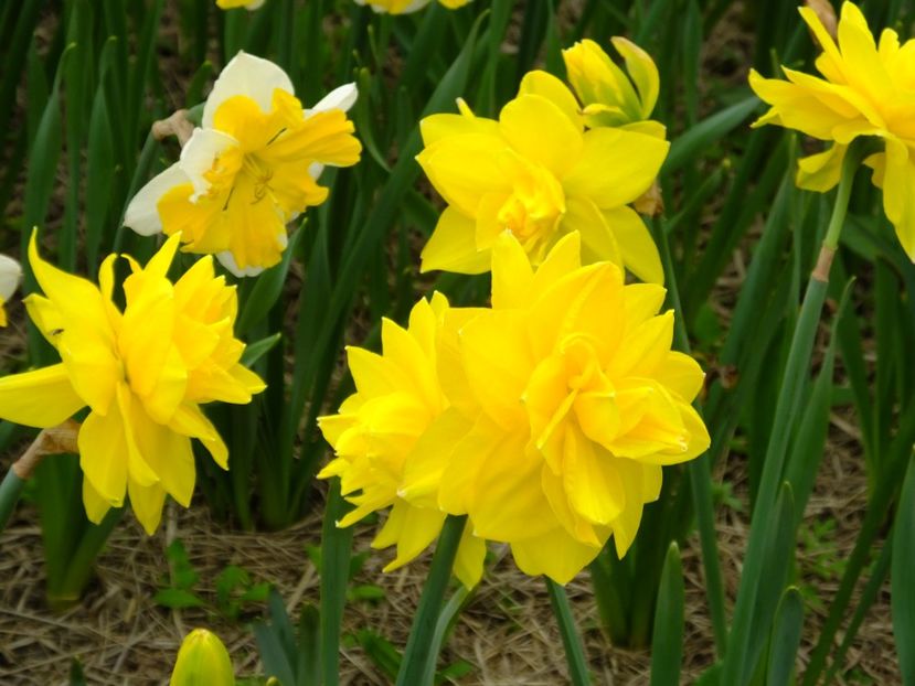  - 2018_03_Narcise_II