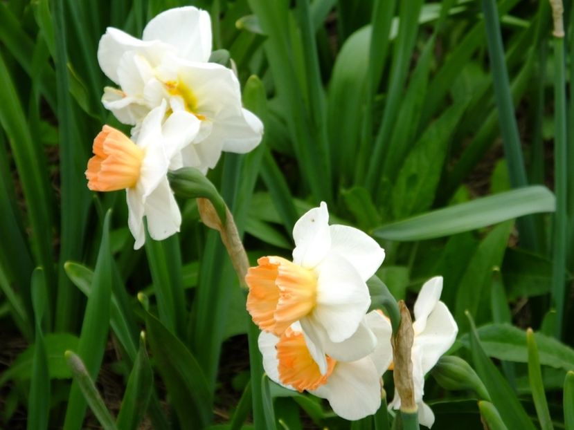  - 2018_03_Narcise_II