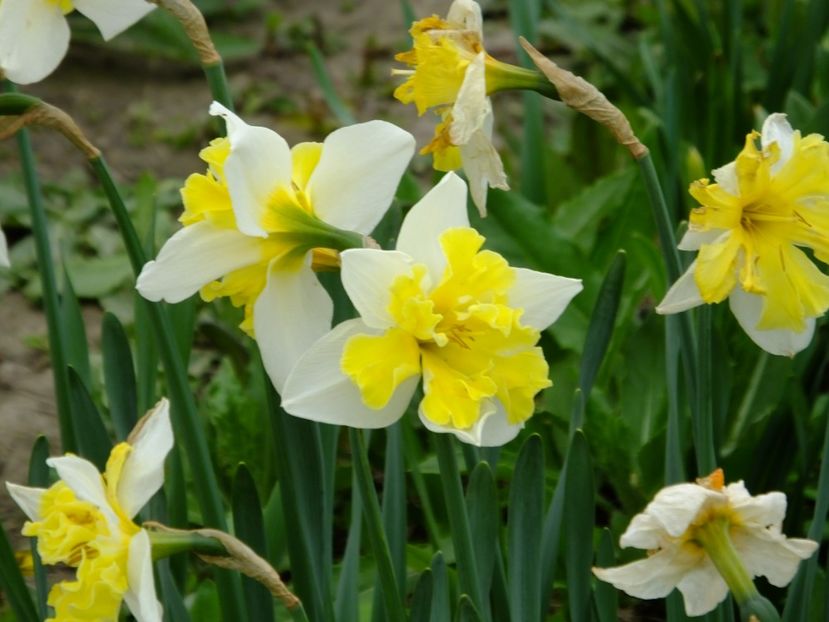  - 2018_03_Narcise_II