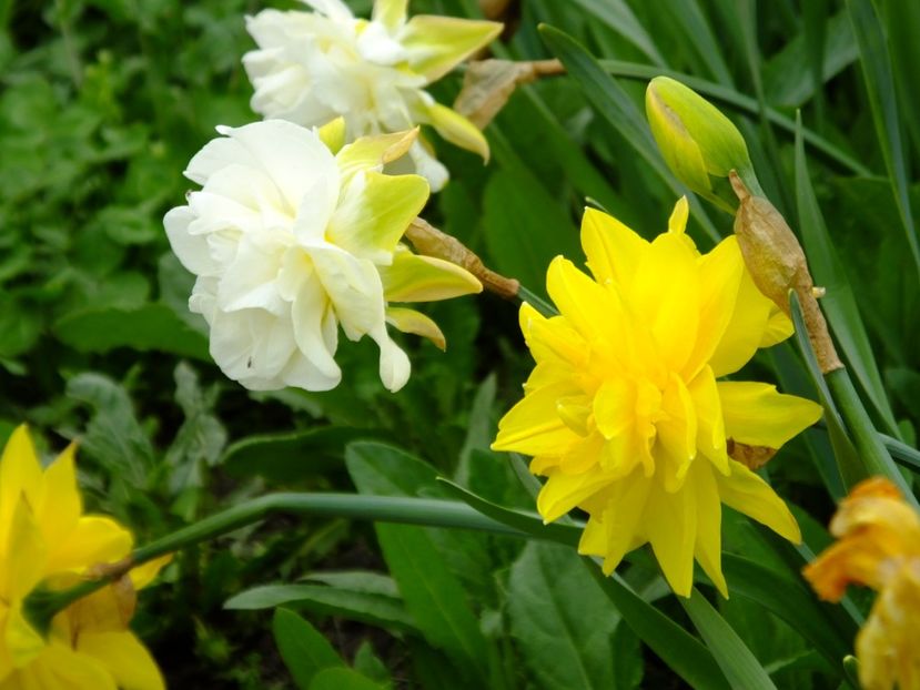  - 2018_03_Narcise_II