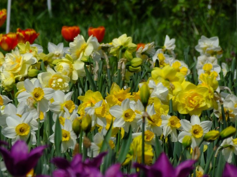 18.04.2018 - 2018_03_Narcise_II