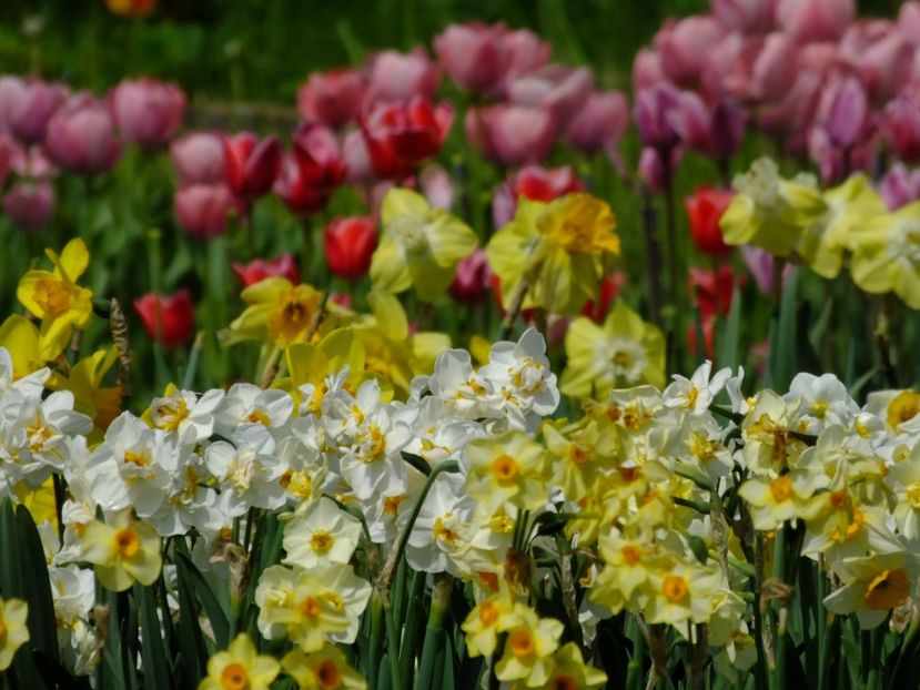  - 2018_03_Narcise_II