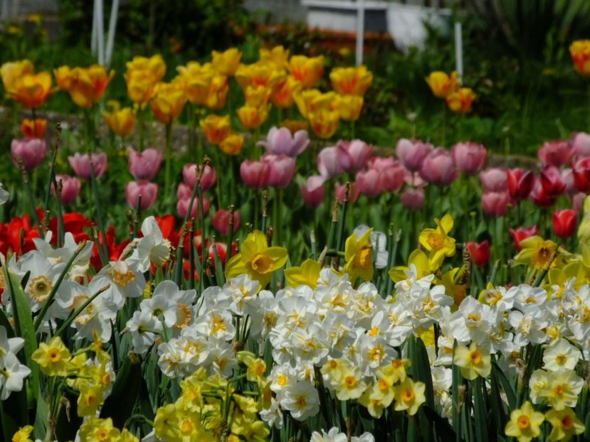  - 2018_03_Narcise_II