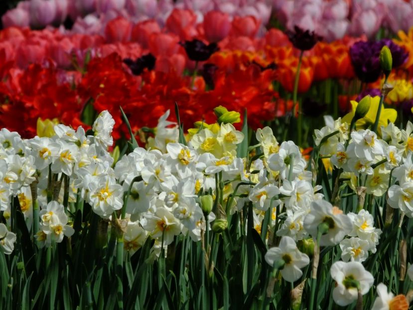  - 2018_03_Narcise_II