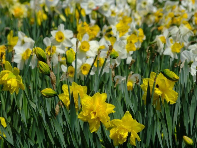  - 2018_03_Narcise_II