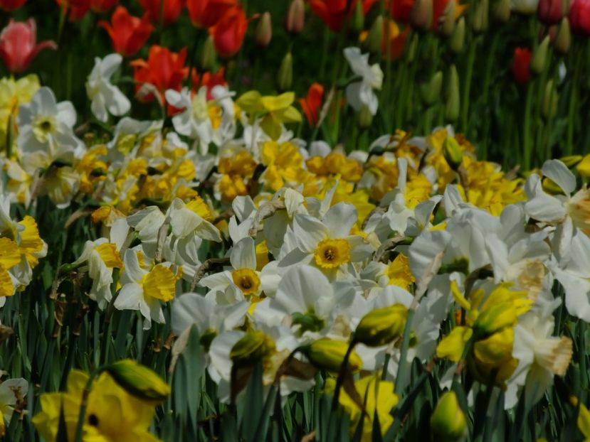  - 2018_03_Narcise_II