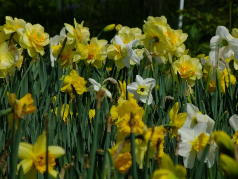  - 2018_03_Narcise_II