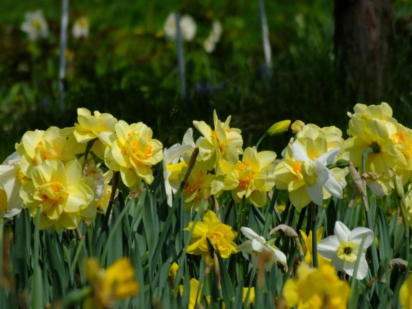  - 2018_03_Narcise_II