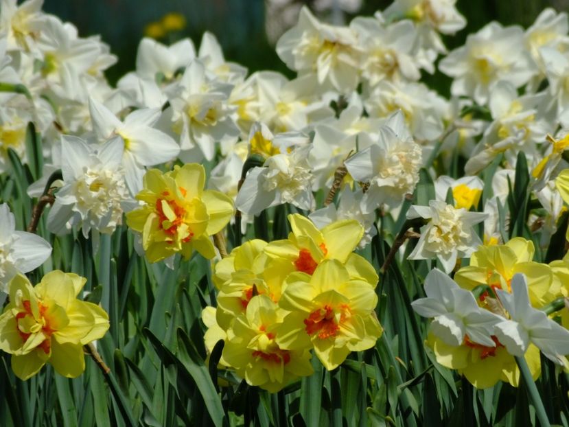  - 2018_03_Narcise_II