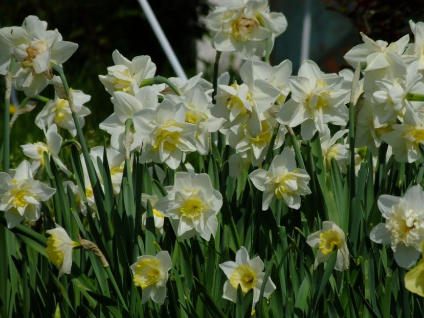  - 2018_03_Narcise_II