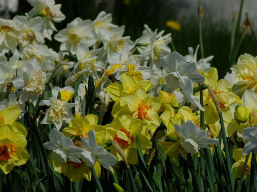  - 2018_03_Narcise_II