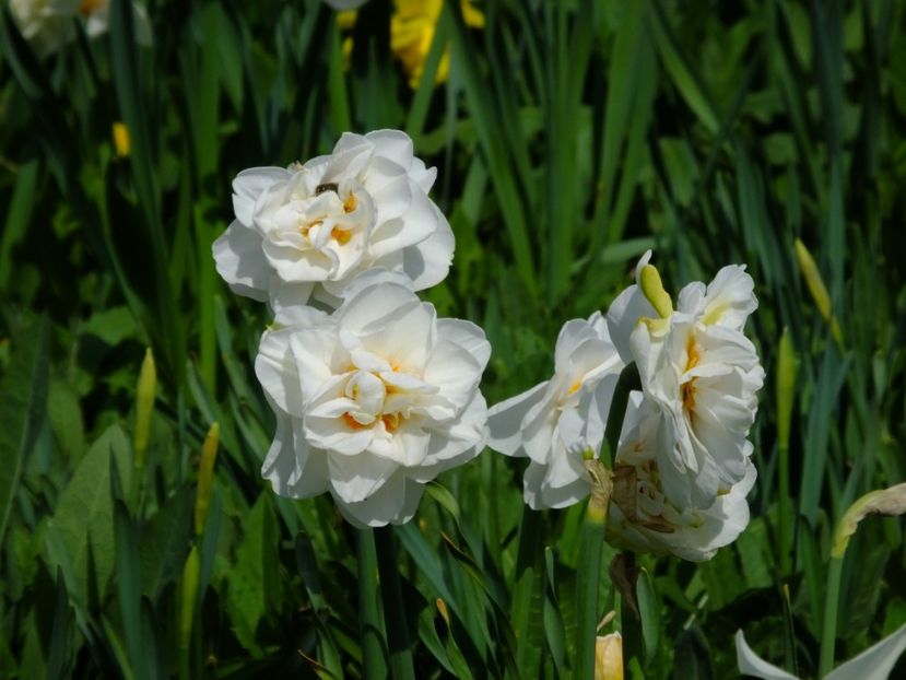  - 2018_03_Narcise_II