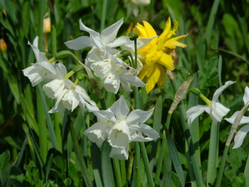  - 2018_03_Narcise_II