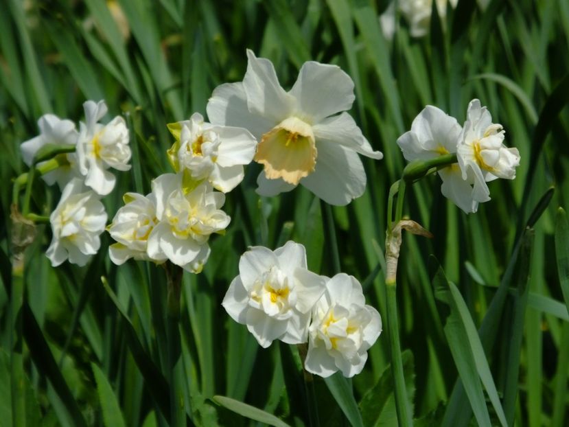  - 2018_03_Narcise_II