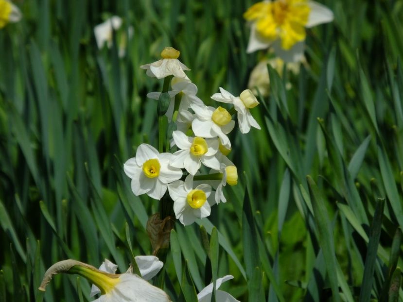  - 2018_03_Narcise_II