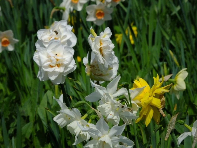  - 2018_03_Narcise_II