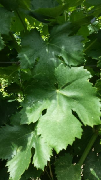 Frunza Rizomat - Rizomat