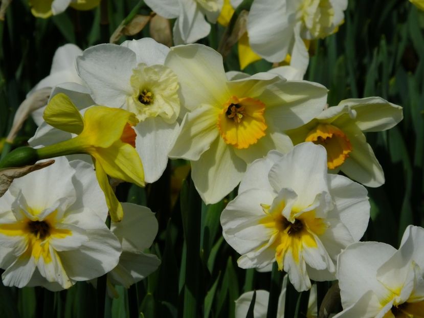  - 2018_03_Narcise_III