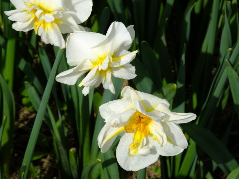  - 2018_03_Narcise_III