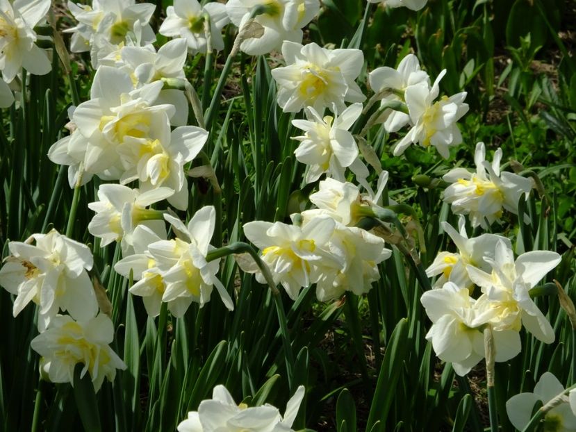  - 2018_03_Narcise_III