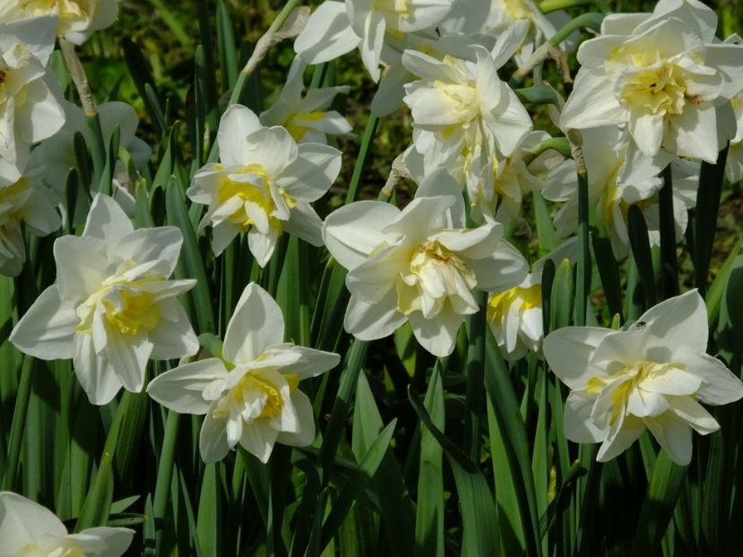  - 2018_03_Narcise_III