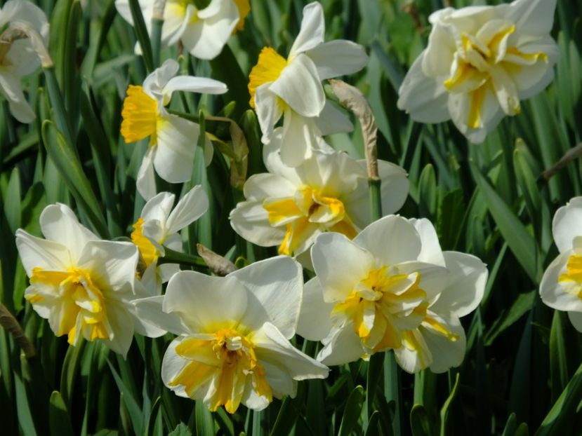  - 2018_03_Narcise_III