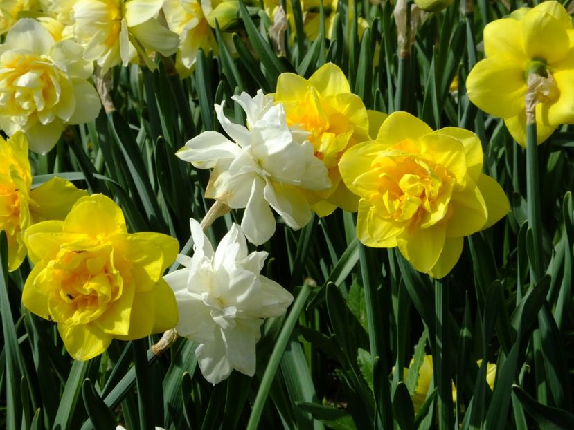  - 2018_03_Narcise_III