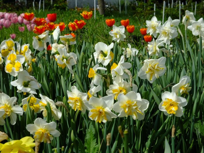  - 2018_03_Narcise_III