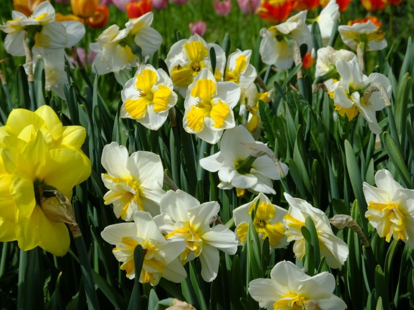  - 2018_03_Narcise_III