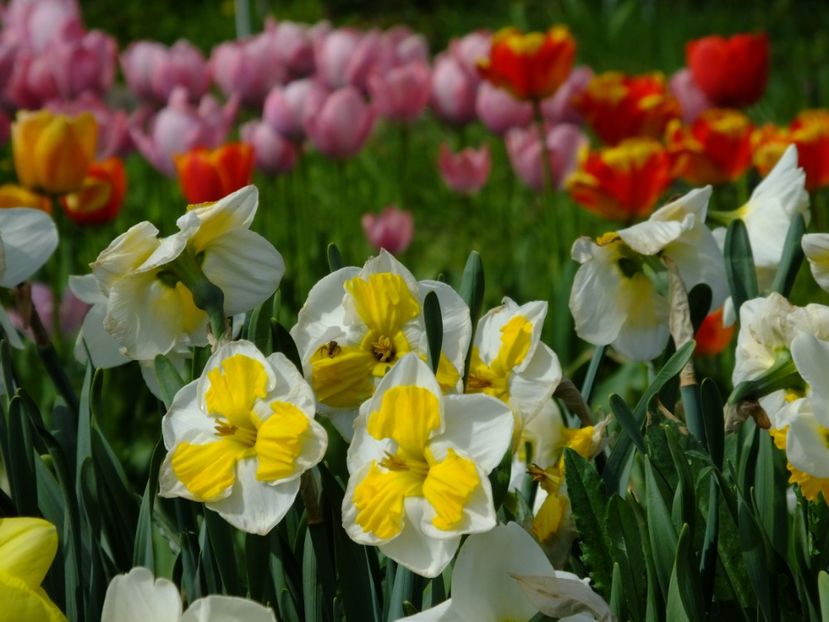  - 2018_03_Narcise_III