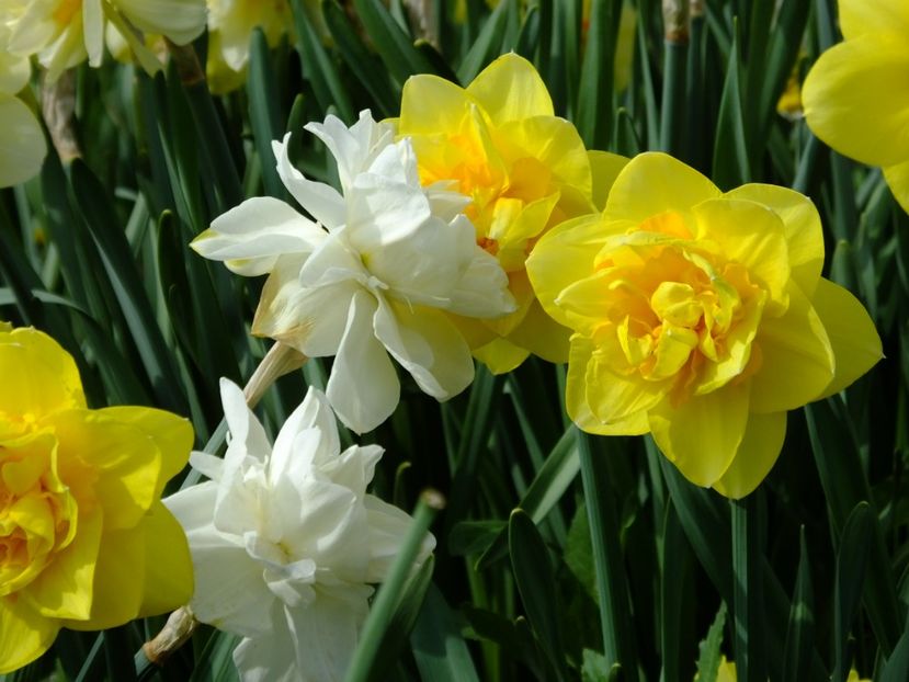  - 2018_03_Narcise_III