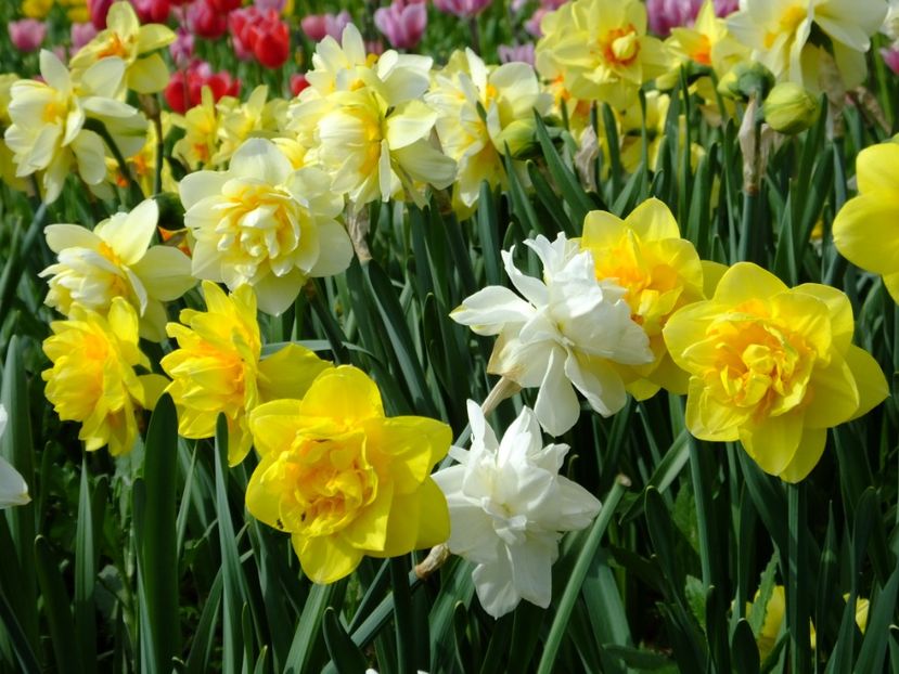  - 2018_03_Narcise_III