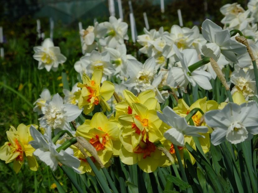  - 2018_03_Narcise_III