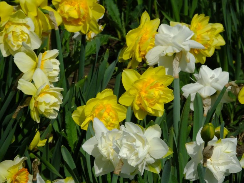  - 2018_03_Narcise_III