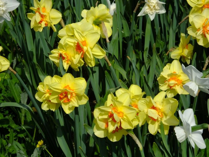  - 2018_03_Narcise_III