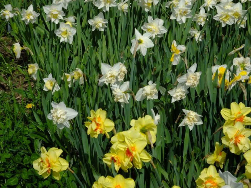  - 2018_03_Narcise_III