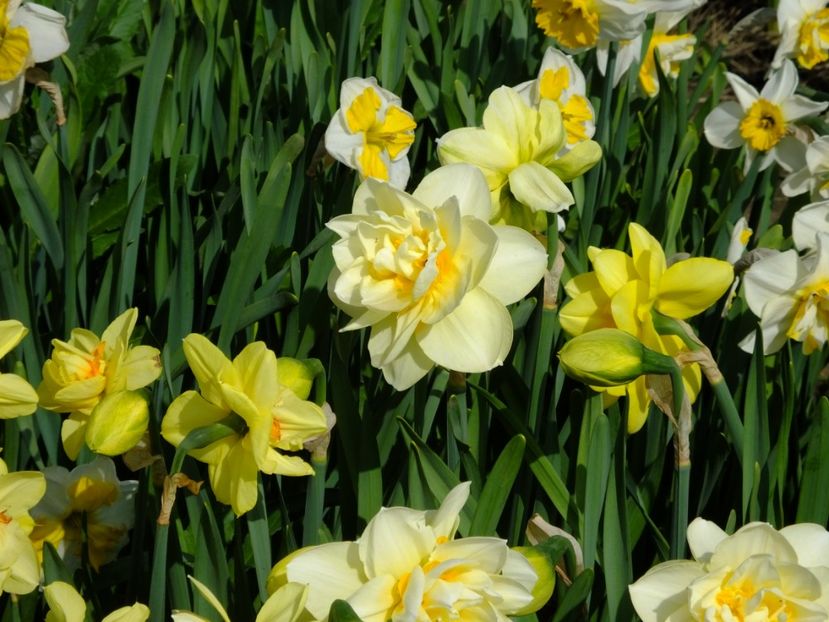  - 2018_03_Narcise_III