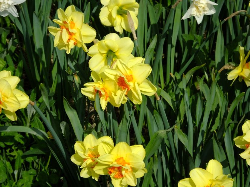  - 2018_03_Narcise_III