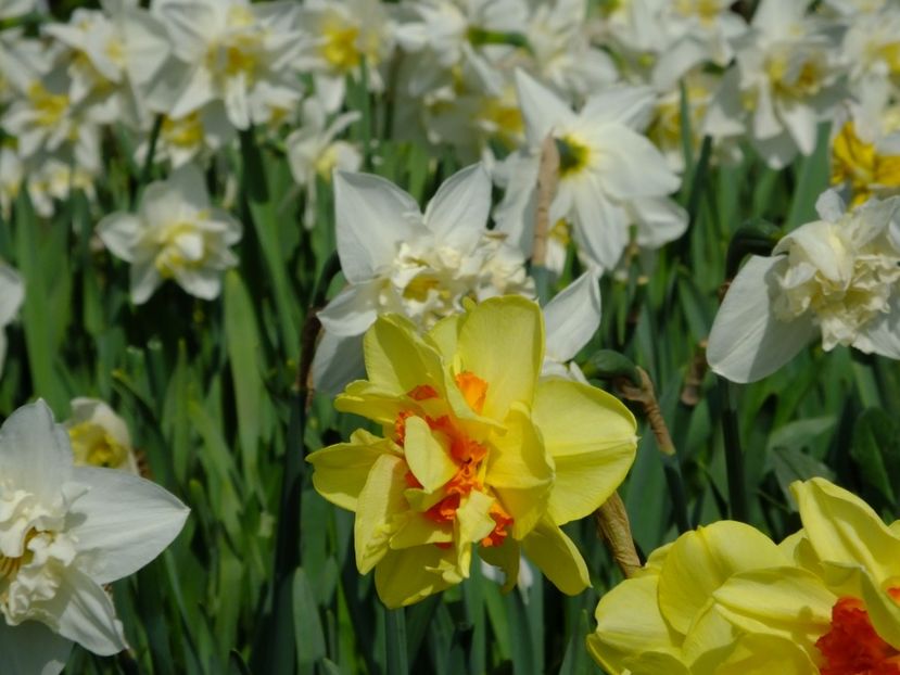  - 2018_03_Narcise_III