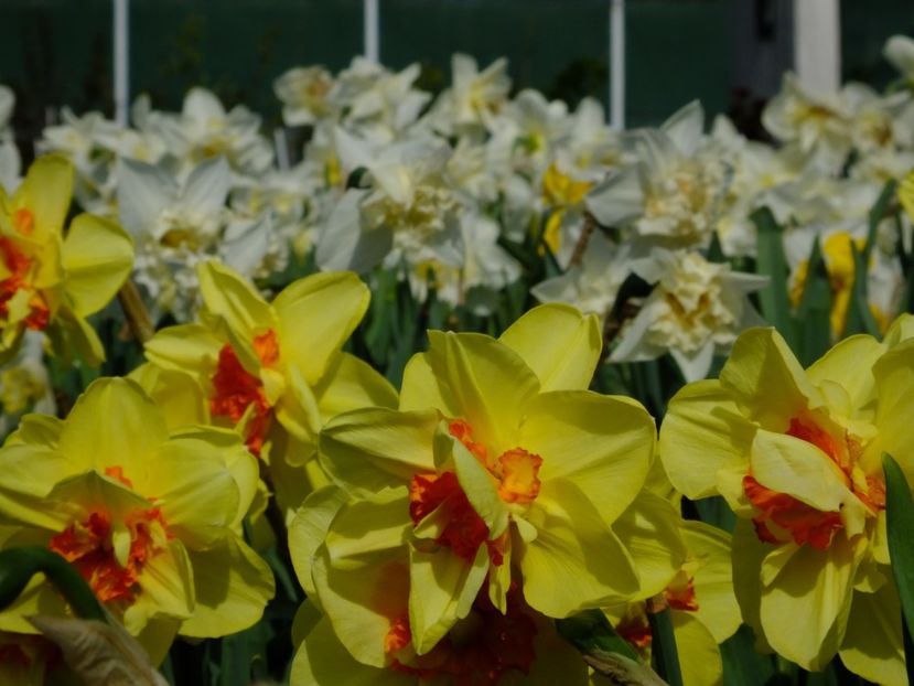  - 2018_03_Narcise_III