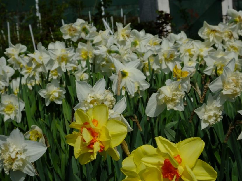  - 2018_03_Narcise_III