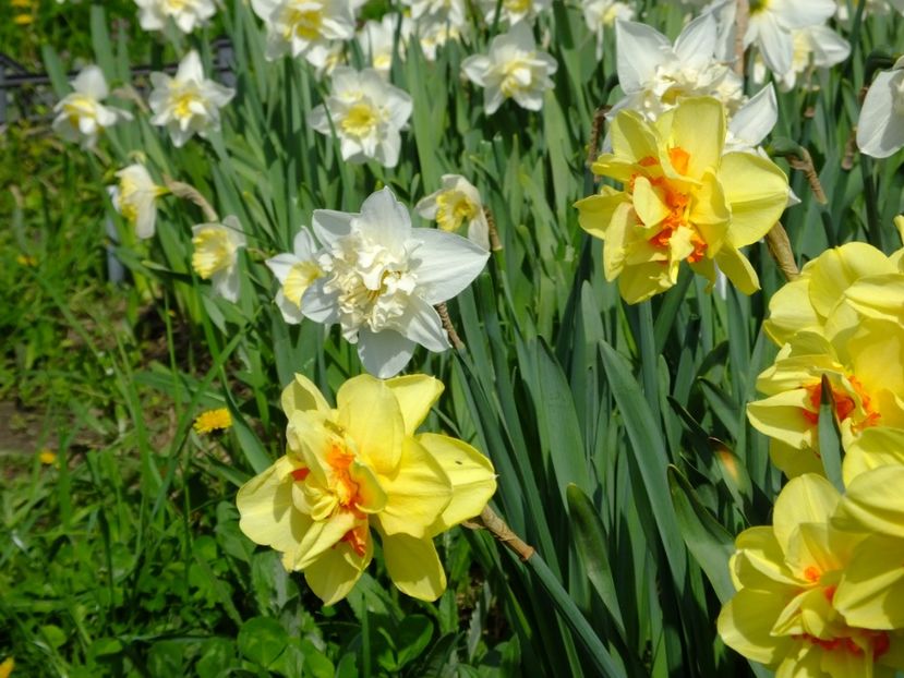  - 2018_03_Narcise_III