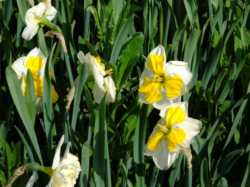  - 2018_03_Narcise_III