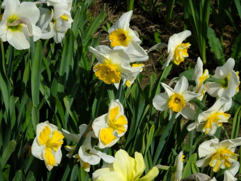  - 2018_03_Narcise_III